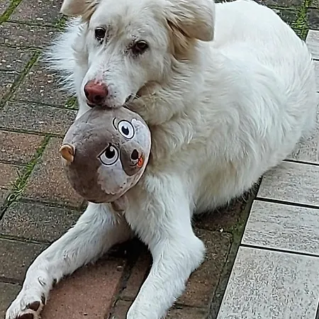 Dimorafelice.sarteano *