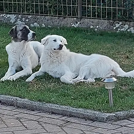 Dimorafelice.sarteano *